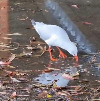 🔥 Seagull tapdances for worms