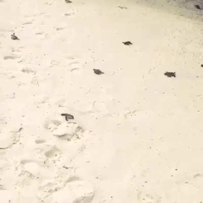 🔥 Baby sea turtles heading towards the ocean 🔥