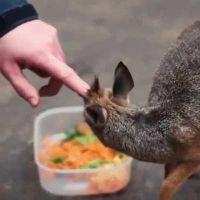 If you haven't seen a dikdik before then you need to