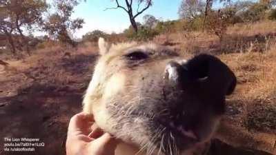 Spotted hyena loves scritches