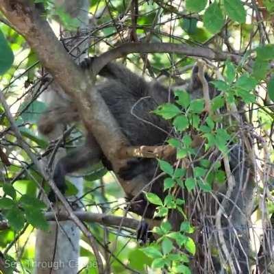 Raccoons learn to climb at about 2 months old. This baby decided to come down the tree on its own after watching mom drag its sibling down.