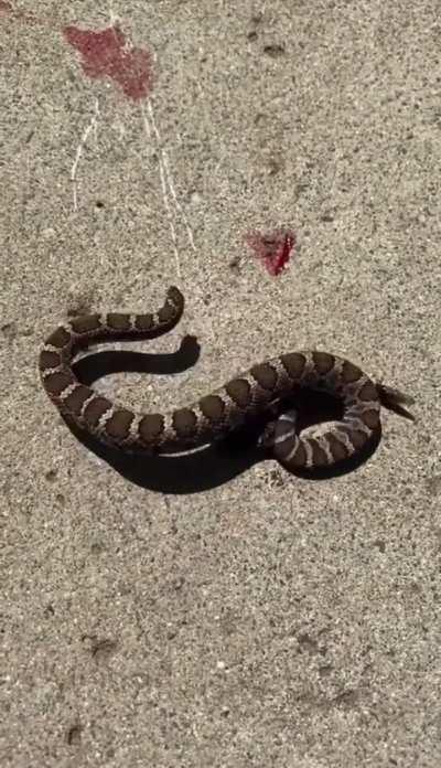 Decapitated snake head bites its own body…I always thought only chickens could do this…