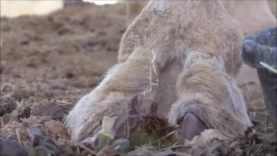 Camels eat cactus, the whole thing