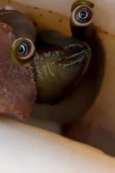 🔥 The eyes on a conch