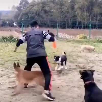 training your shinobi dog