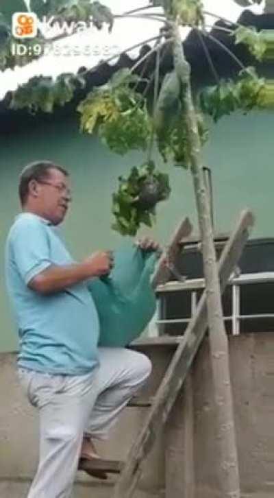 Removing wasp nest with Plastic bag