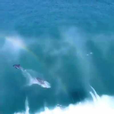 🔥 Dolphins surfing waves