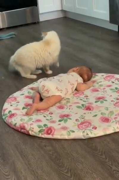 Mama cat wants her kitty baby to be friends with human baby