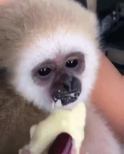 Baby Monke love banan