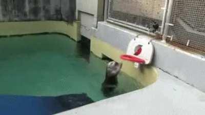 An otter making a slam dunk