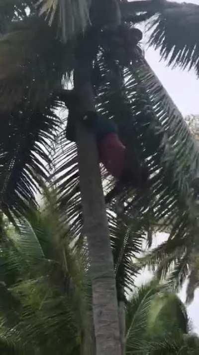 How Fijian’s Climb Down Trees (OC)