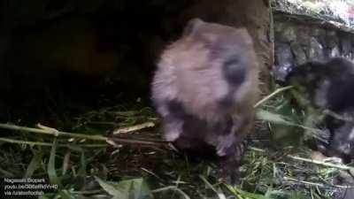 A baby beaver trying to escape mom to swim again, but was caught again.