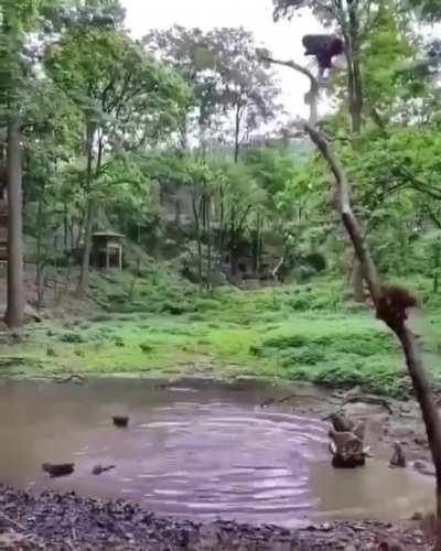 🔥 Monkeys in jungle diving