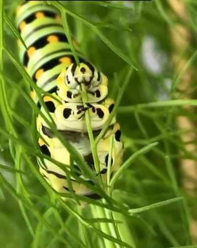 🔥 This caterpillar is very thorough when eating