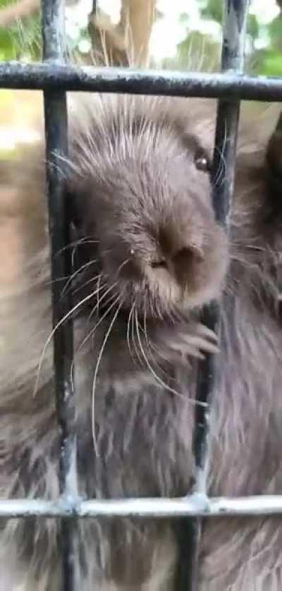 This is the baby porcupine my sister takes care of at her zoo