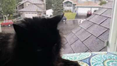 My cat was watching the rain so I took a video for y'all.