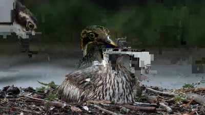 Curlew hatching and seeing the world for the first time (1:51 for that moment)