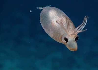 Piglet squid filmed near Palmyra Atoll at a depth of 1385m by EV Nautilus