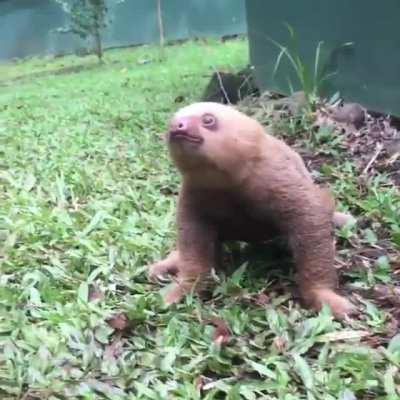 Baby sloth zoomies -