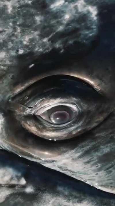 An incredible close-up on the eye of a whale from photographer Mike Nulty