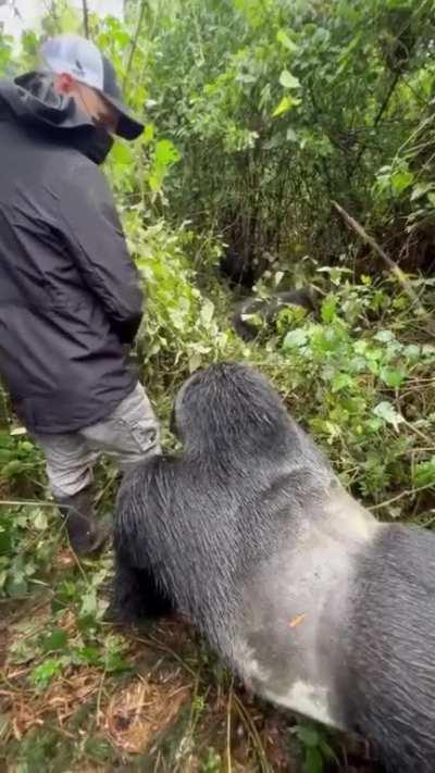 Silverback patiently waiting for a man to step aside so he can rejoin his family