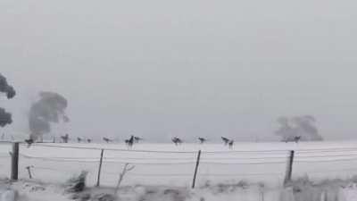 An interesting sight - Kangaroos jumping through snow in Australia