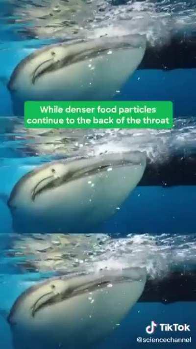 YUUUMMM