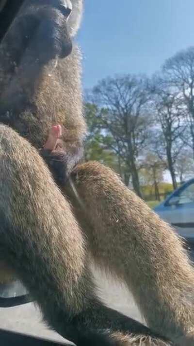 Baboon - ðŸ”¥ [NSFW] Baboon eats his own sperm in front of horrified ...