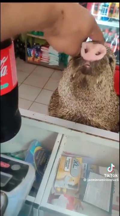 Peccary visiting a store.