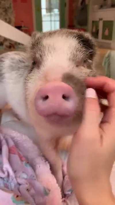 Sweet Pig