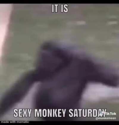 stfu its sexy monkey saturday