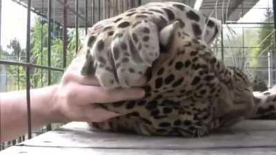 Human-like finger on this Jaguar