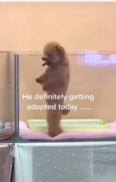 He’s definitely getting adopted today!