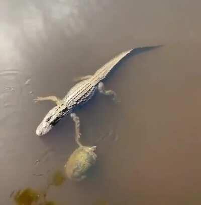 Turtle makes sure to greet his alligator buddy