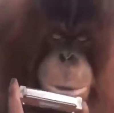 Orangutan plays harmonica with a twist