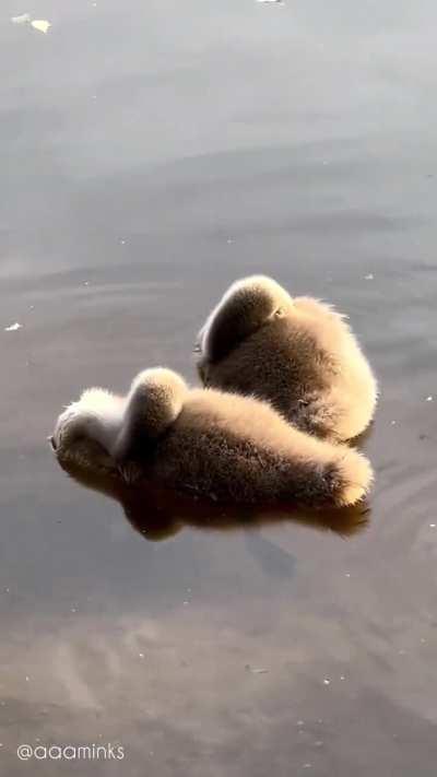 🔥 Baby Swans sleeping