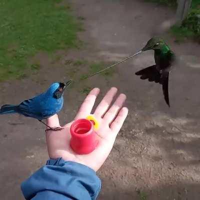 Multiple Birds Being Hand Fed at Zuroloma Birding