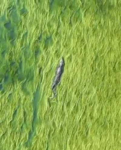 Crocodile swimming in sea of grass