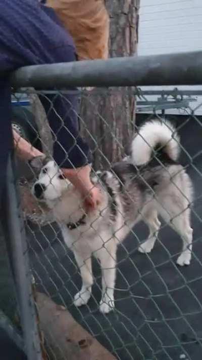 This guard dog doing his job... (Originally posted on r/ididthejobboss)