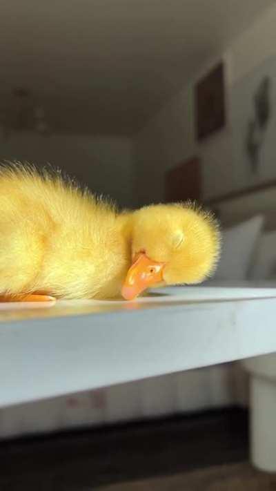 Little ducky having a nap 🐣