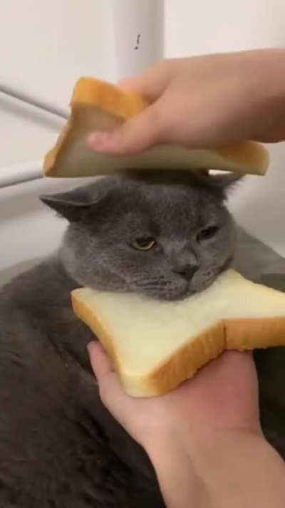 Inbread cat