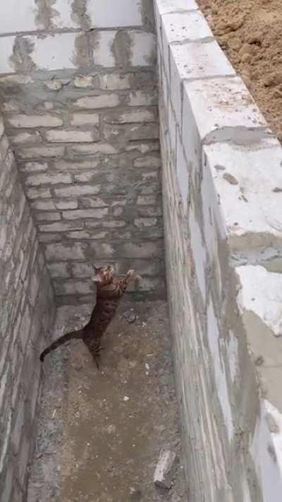 Cat makes an impressive Jump to get out of a hole