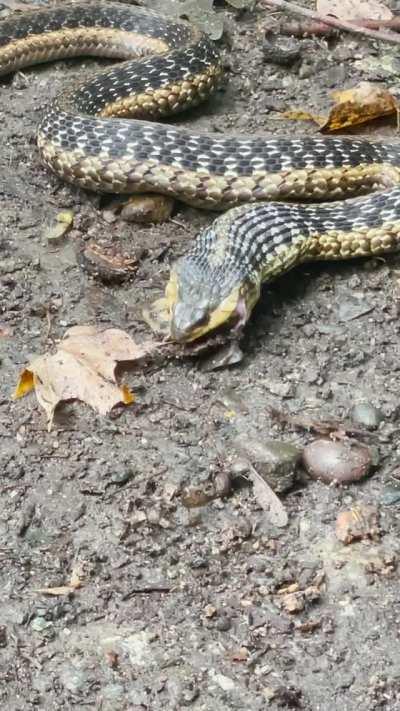 Mother of all garter snakes eats a toad alive