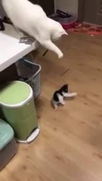 Mom entertains her kitten