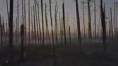 Ukrainian Verden.Modern post-apocalypse.Serebryansky forest of Luhansk region or 