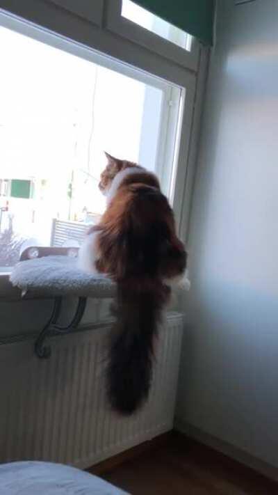 Is this tail long enough?