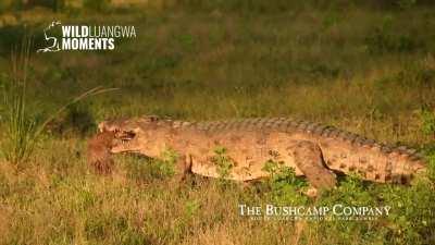 Nile crocodile walking around with hyena head clamped in its jaws