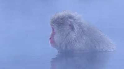 🔥 Zen Monkeys in Hot Springs, Japan.