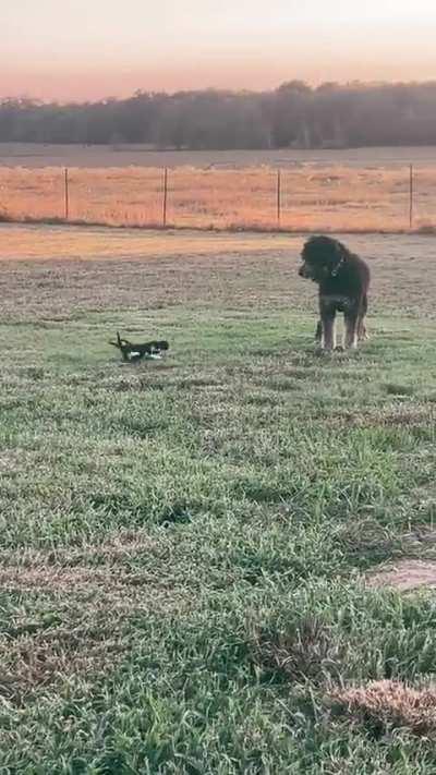 Gentle Giant Plays Along With Some Kitties