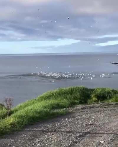 A flock of Gannets divebomb a school of Herring off the coast of Newfoundland.